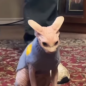 santtsu 的头像