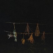 Wilderflowers