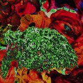 Fungal Mycetoma with Clinical Presentation of Erythematous, Subcutaneous Papules Draining Purulent Discharge