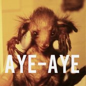 Aye-Aye Sir !