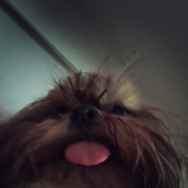 AcerolaTop 的头像