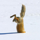 Avatar di GrossstadtFuchs