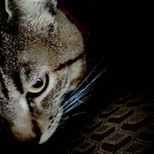 Avatar for xShuffle