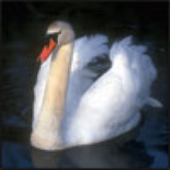 Avatar di swan_80