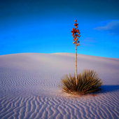 white_dunes için avatar