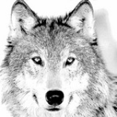 Avatar für sonofawolf