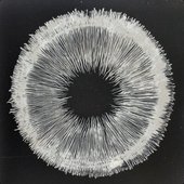 Spore