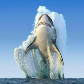 Shark104 için avatar