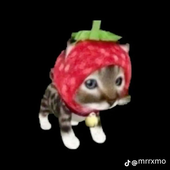 Avatar for Nonocos791