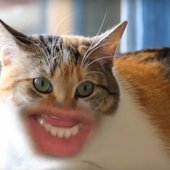 cat-mouth.jpg