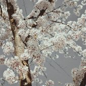 bloom