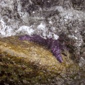 Sea Star