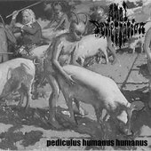 Pediculus Humanus Humanus