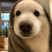 Avatar för d6n