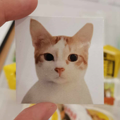 Avatar for kittynim