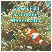 Clown Fish Swimming Underwater