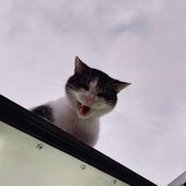 Anacr​ó​nica Sint​é​tica