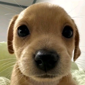 malukisss 的头像