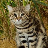 black footed cat