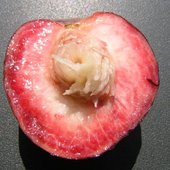 Awatar dla FleshOfThePeach