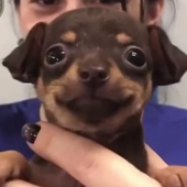 DIMINUIRAFONTE 的头像
