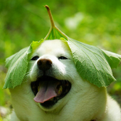 slugparty 的头像