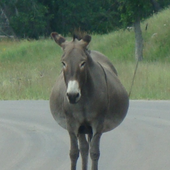 Avatar di ejchapma