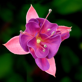 Prime_Fuchsia 的头像