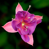 Avatar für Prime_Fuchsia