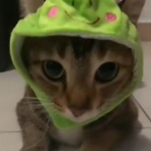Iruji103 的头像