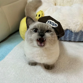 Frenzy___ 的头像