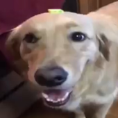 dogplushy 的头像