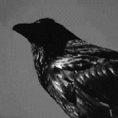 Avatar for bird_8675309