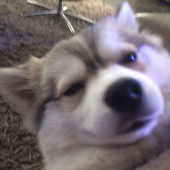 Bossiiboo 的头像