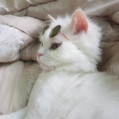 sarahbyrt 的头像