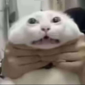 thog69 的头像