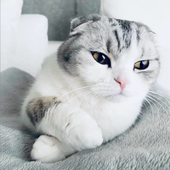 Avatar for SomeSushiShit