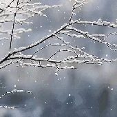 Avatar for snowy_sights