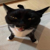 toessucker 的头像