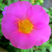 Avatar de portulaca