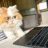 ChairmanCat 的头像