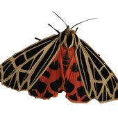 Avatar de A_Moth