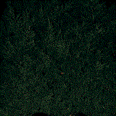 The Old Romantic .gif Band