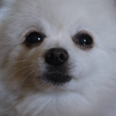 BjornBork 的头像