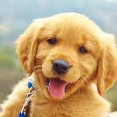Lil Puppy