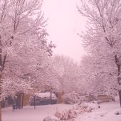 EL INVIERNO ROSA