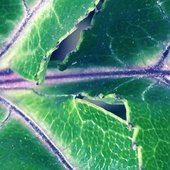 Leaf, Leaf, Leaf…