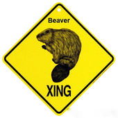 Avatar for beaver303