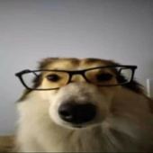 sq6 için avatar