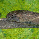 Avatar für JumpingSlug